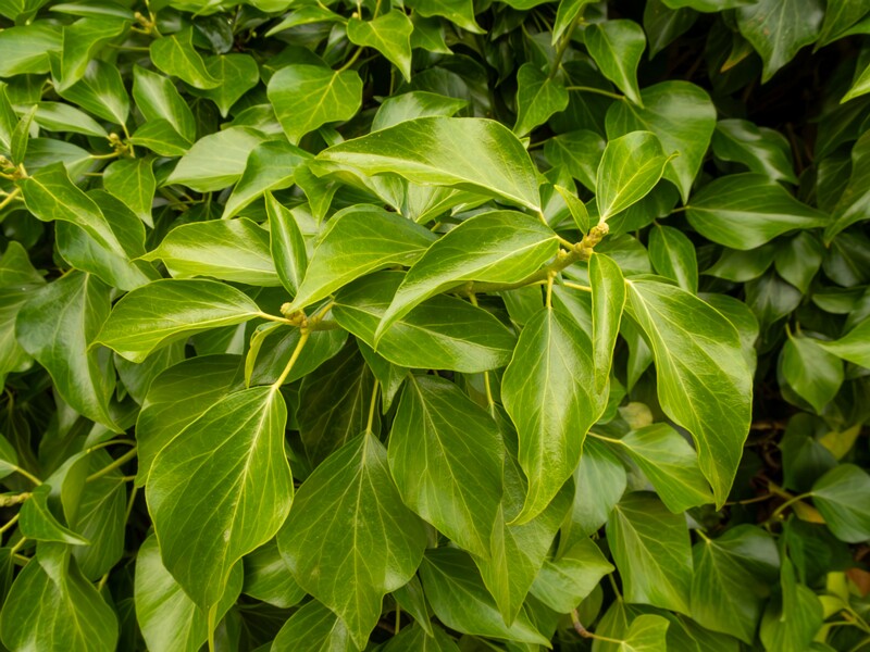 lat. Hedera colchica