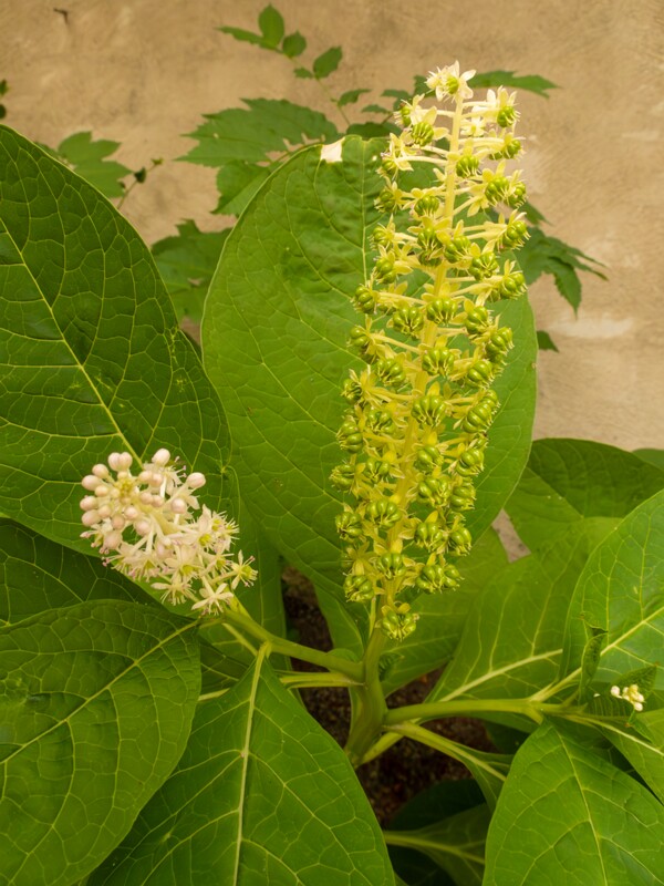 lat. Phytolacca acinosa