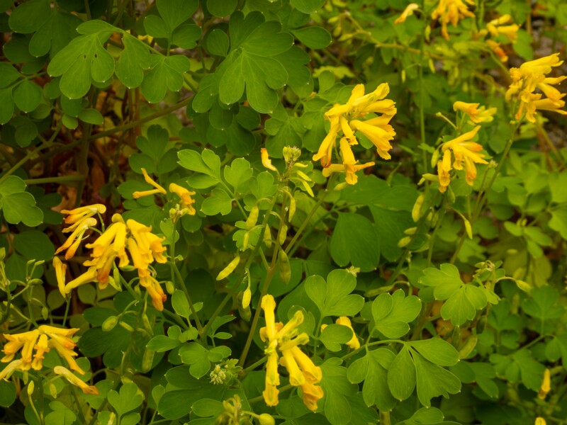 lat. Pseudofumaria lutea