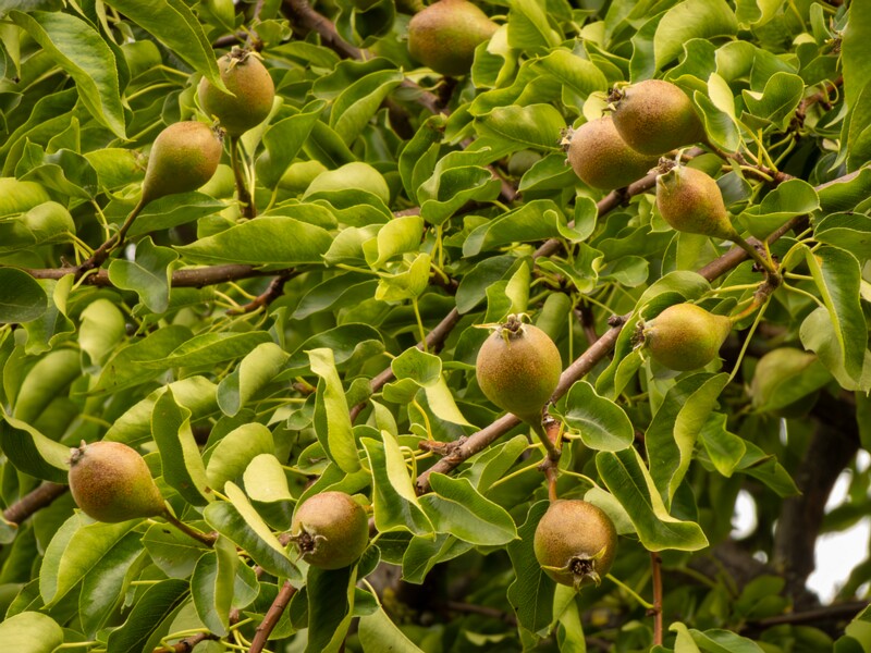 lat. Pyrus communis