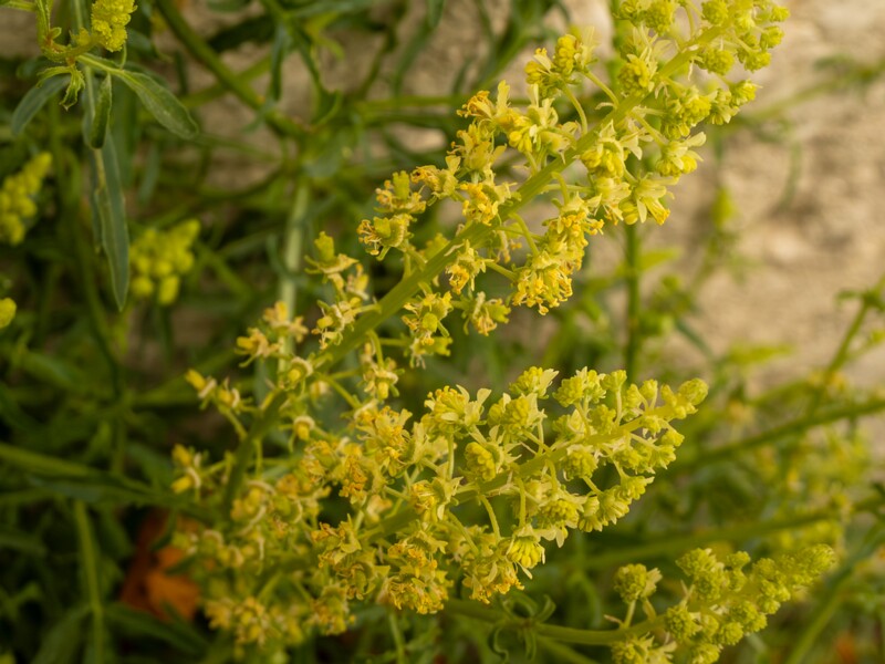 lat. Reseda lutea