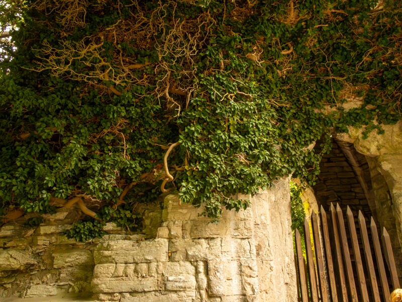 Saint Olof's church ruin  2022-07-25 1-1