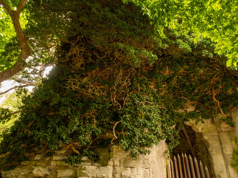 Saint Olof's church ruin  2022-07-25 1-4