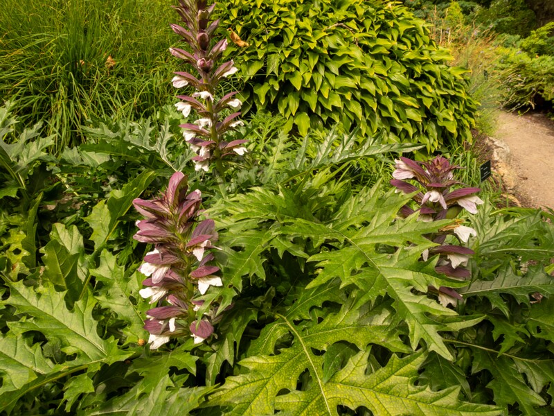 Acanthus spinosus  2022-07-25 1-1