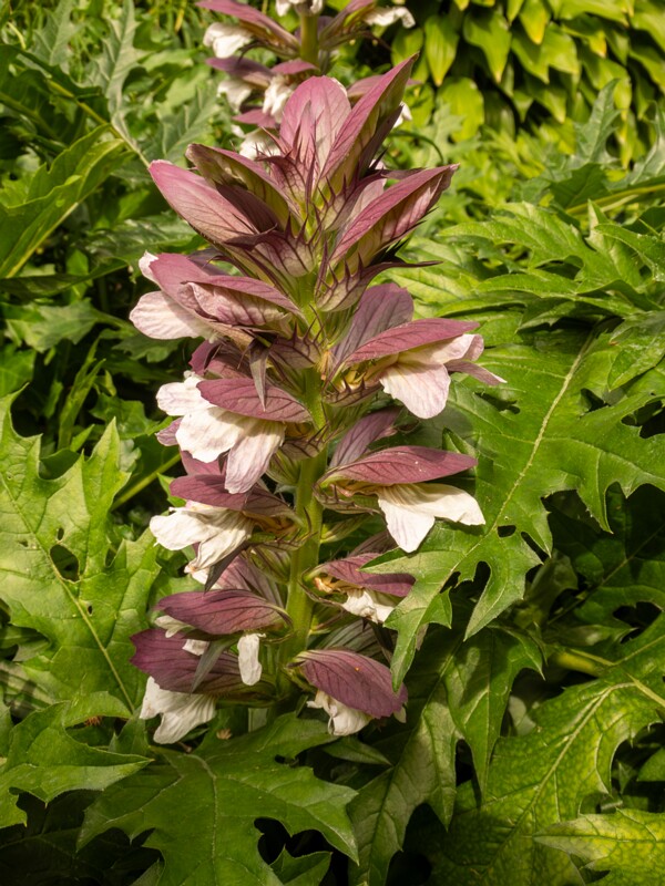 Acanthus spinosus  2022-07-25 1-2