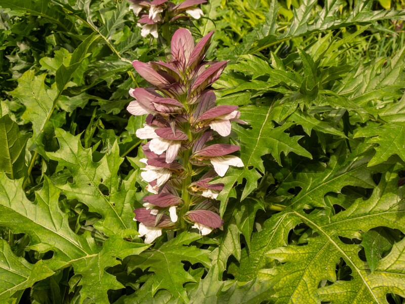 Acanthus spinosus  2022-07-25 1-3