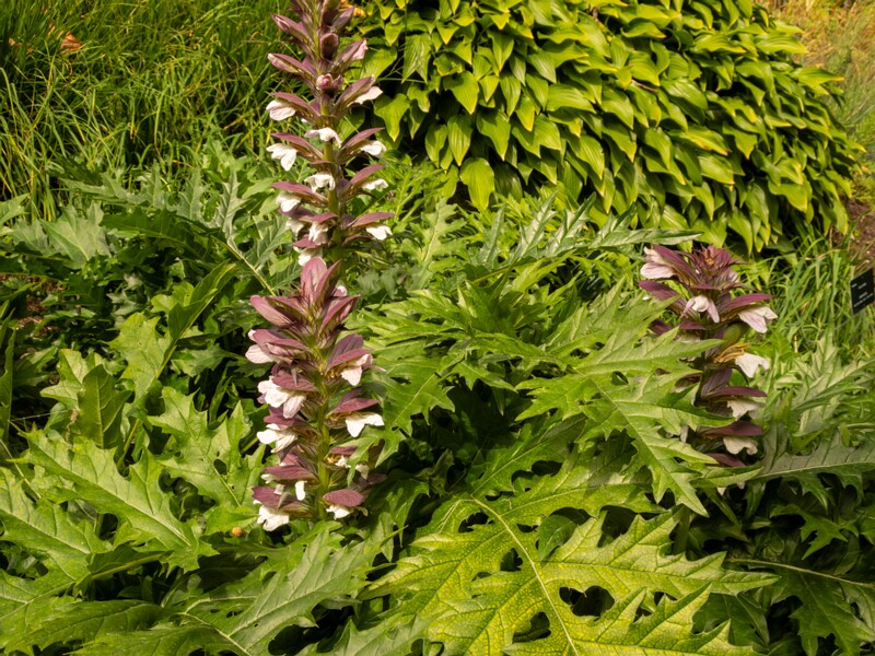 Acanthus spinosus  2022-07-25 1-4