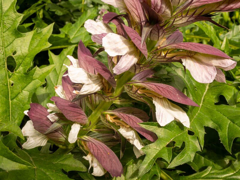 Acanthus spinosus  2022-07-25 1-5