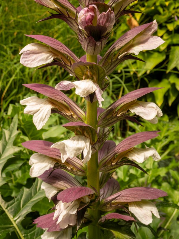 Acanthus spinosus  2022-07-25 1-6