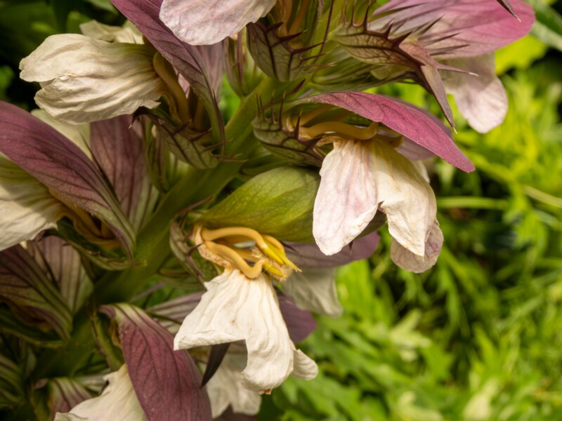 Acanthus spinosus  2022-07-25 1-7