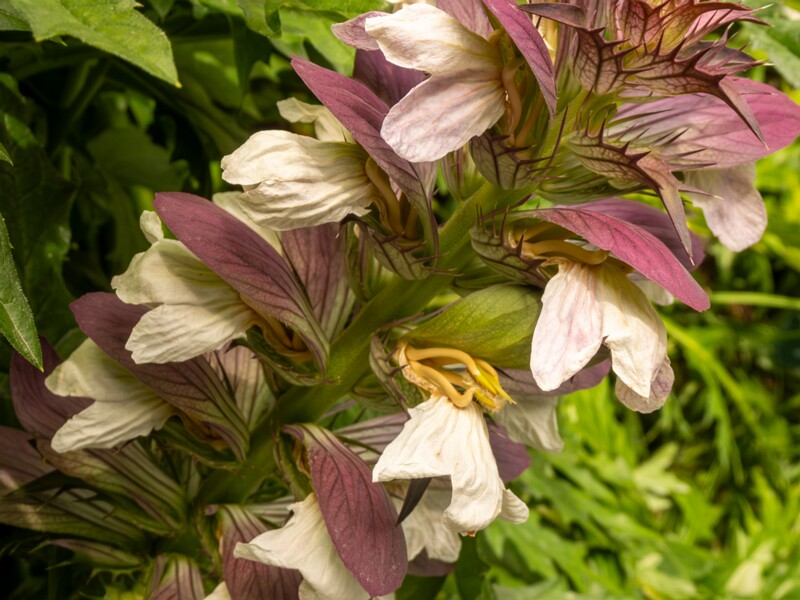 Acanthus spinosus  2022-07-25 1-8