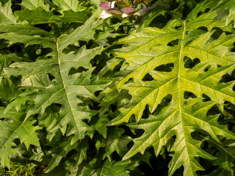 Acanthus spinosus  2022-07-25 1-9