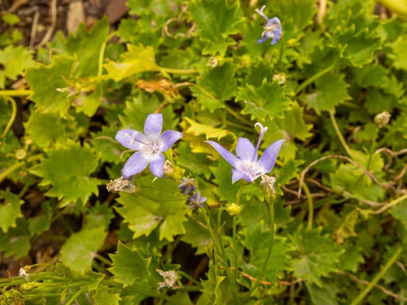 Campanula garganica  2022-07-25 1-1