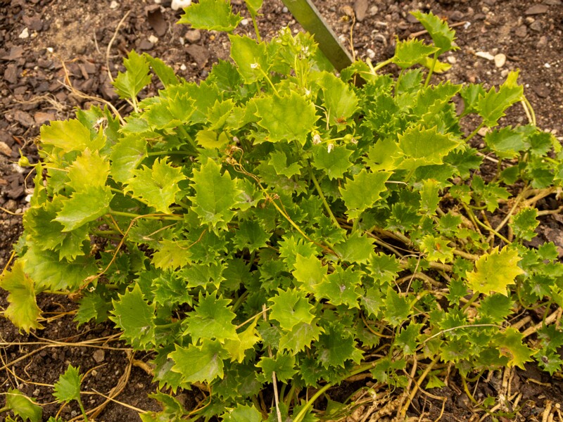 Campanula garganica  2022-07-25 1-2