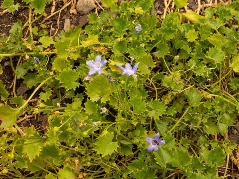 Campanula garganica  2022-07-25 1-3