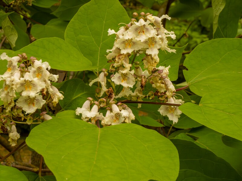Catalpa x erubescens  2022-07-25 1-1