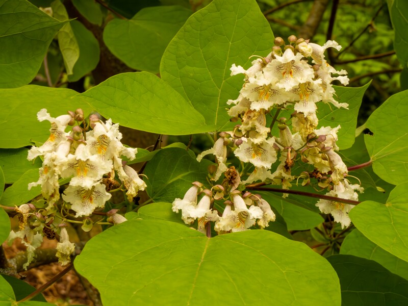 Catalpa x erubescens  2022-07-25 1-3
