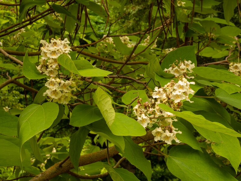Catalpa x erubescens  2022-07-25 1-5