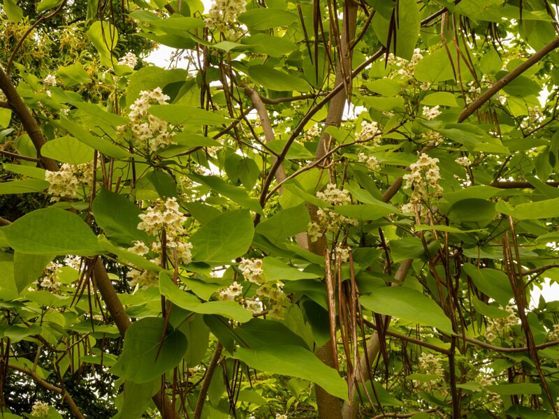 Catalpa x erubescens  2022-07-25 1-6
