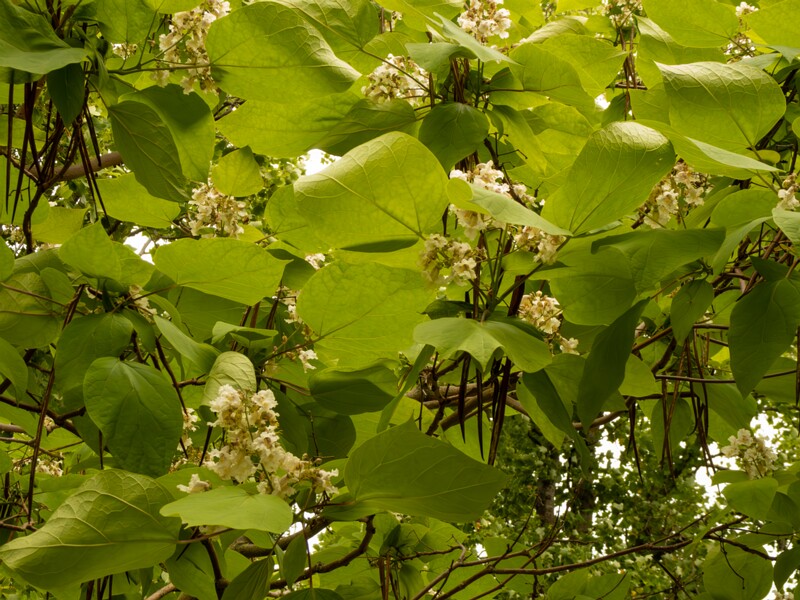 Catalpa x erubescens  2022-07-25 1-7