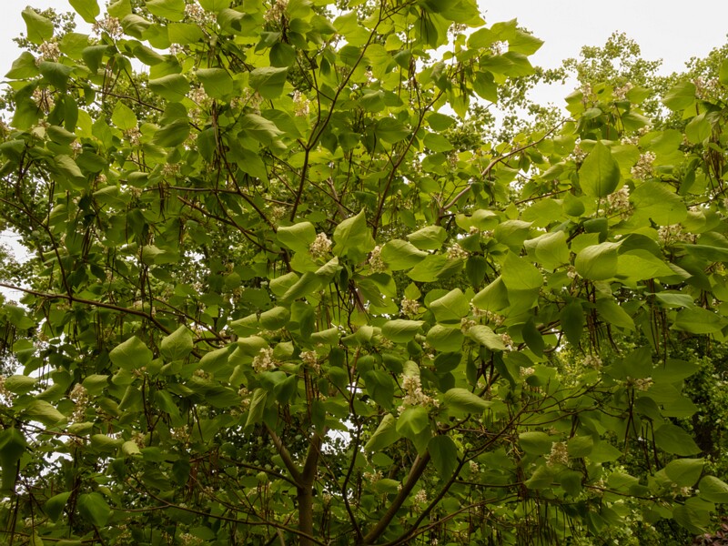Catalpa x erubescens  2022-07-25 1-8