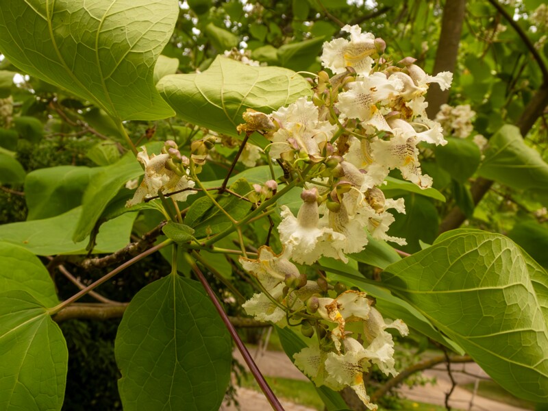 Catalpa x erubescens  2022-07-25 1-9