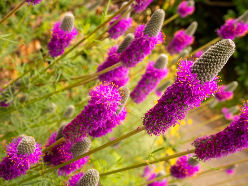 Dalea purpurea  2022-07-25 1-2