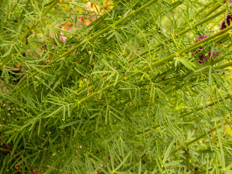 Dalea purpurea  2022-07-25 1-3