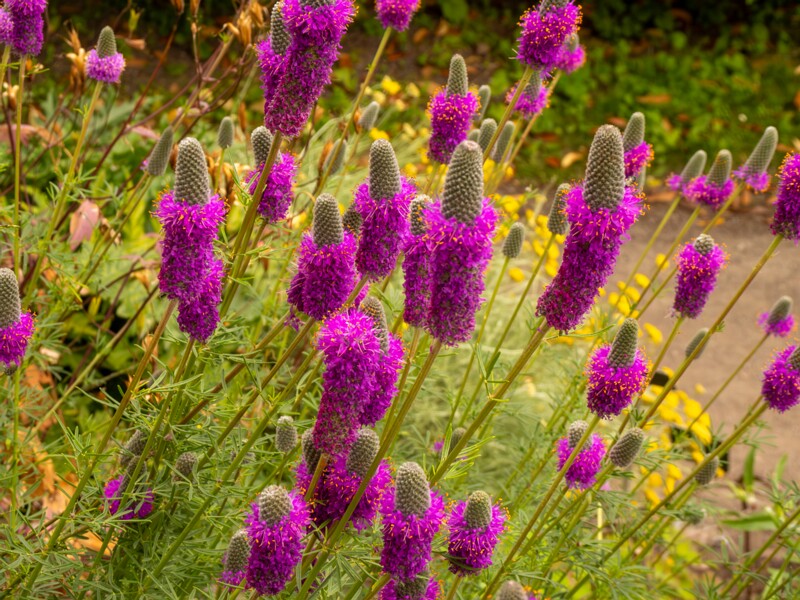 Dalea purpurea  2022-07-25 1-4