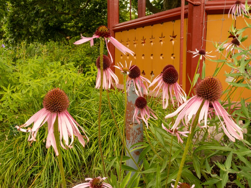 Echinacea pallida  2022-07-25 1-1