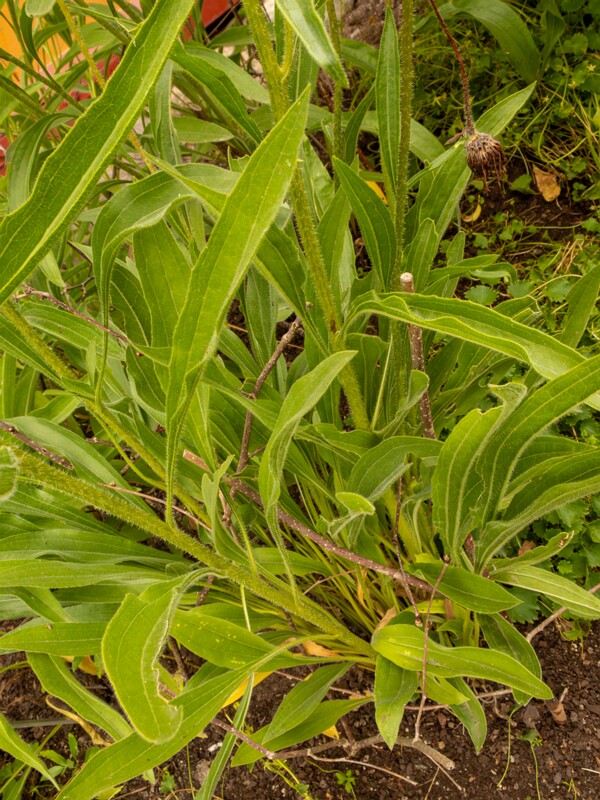 Echinacea pallida  2022-07-25 1-3