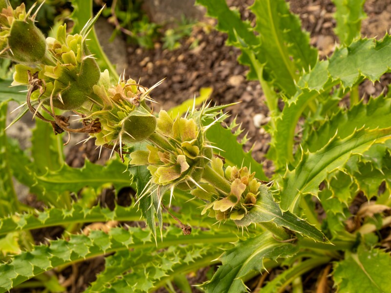 Morina longifolia  2022-07-25 1-1