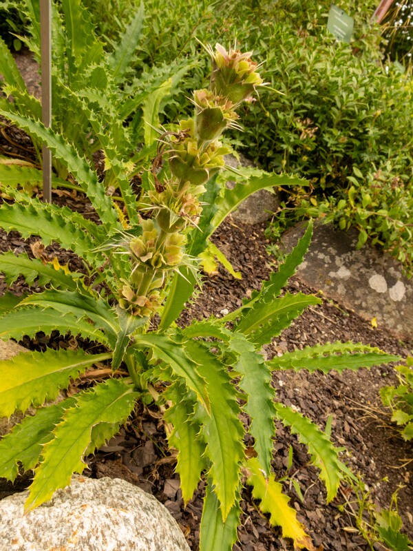 Morina longifolia  2022-07-25 1-2
