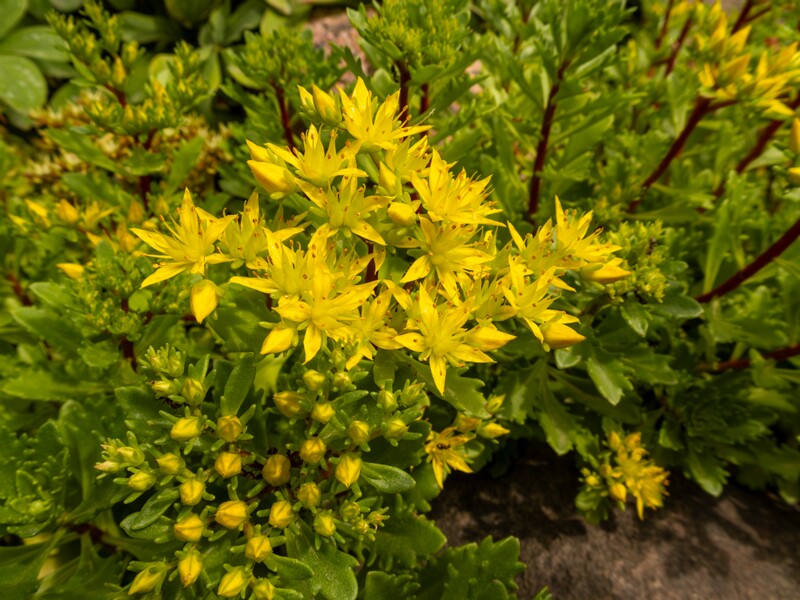 Phedimus kamtschaticus  2022-07-25 1-1