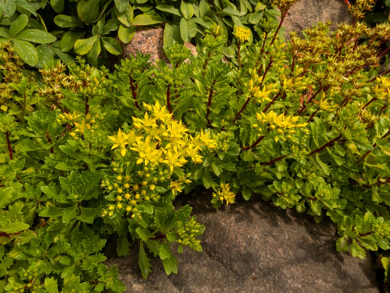 Phedimus kamtschaticus  2022-07-25 1-2