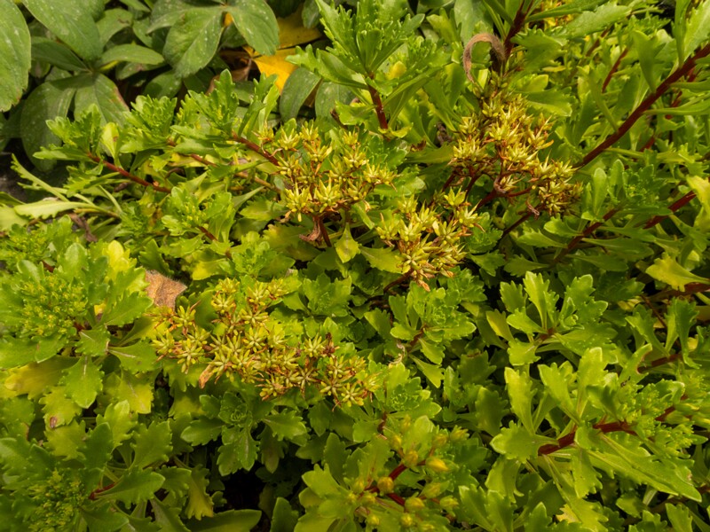 Phedimus kamtschaticus  2022-07-25 1-3