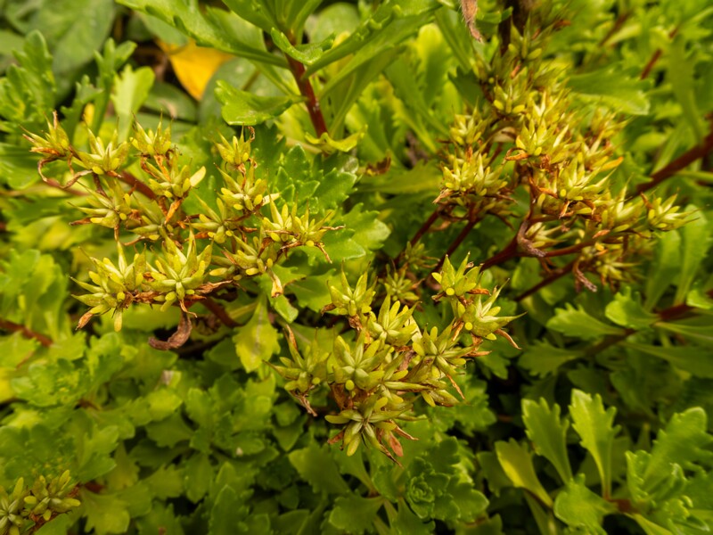 Phedimus kamtschaticus  2022-07-25 1-4