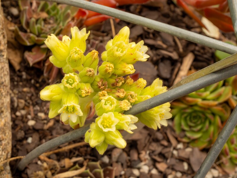Sempervivum heuffelii  2022-07-25 1-1