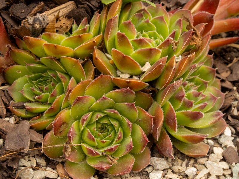 Sempervivum heuffelii  2022-07-25 1-2