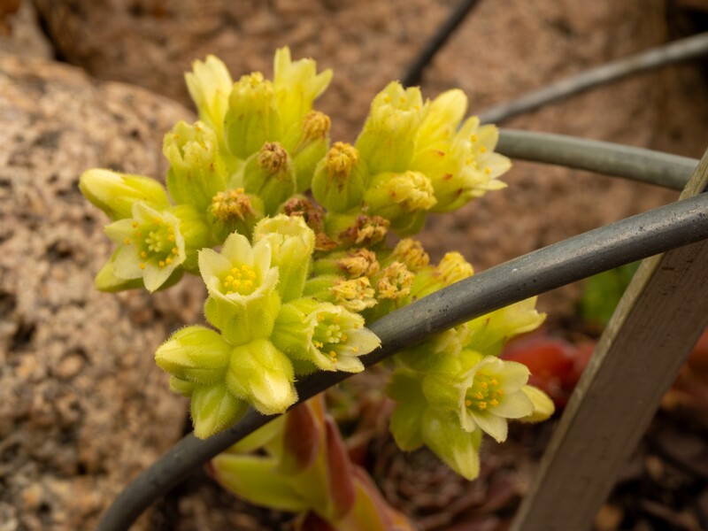 Sempervivum heuffelii  2022-07-25 1-3