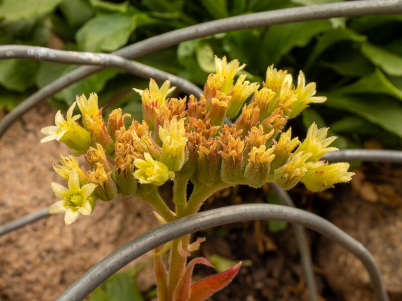 Sempervivum heuffelii  2022-07-25 1-4
