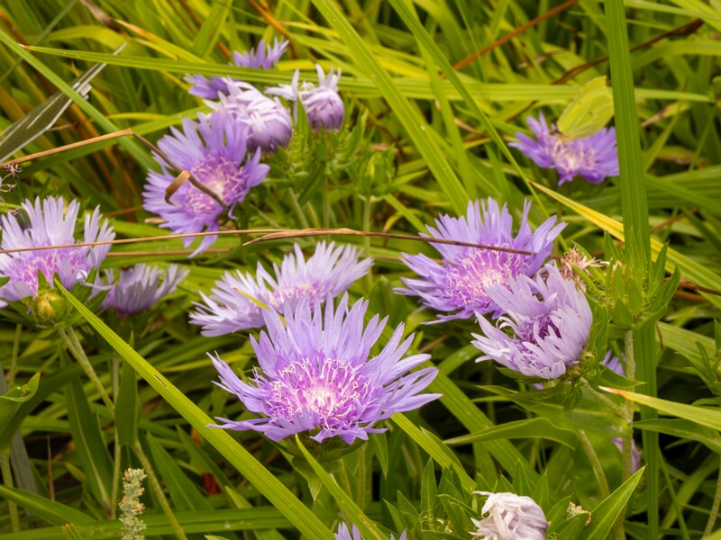 Stokesia laevis  2022-07-25 1-2