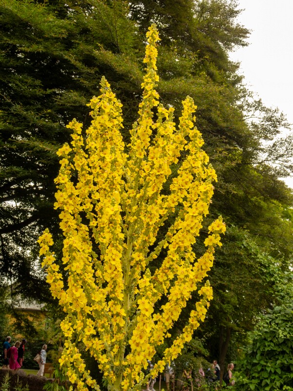 Verbascum olympicum  2022-07-25 1-2