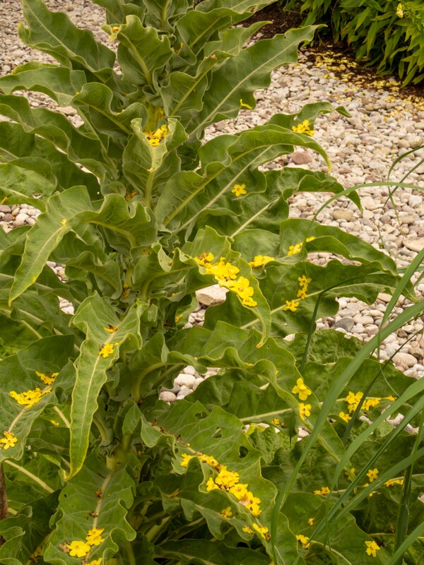 Verbascum olympicum  2022-07-25 1-3