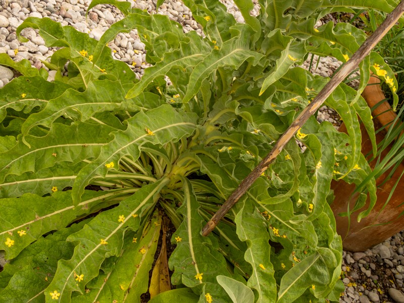 Verbascum olympicum  2022-07-25 1-4