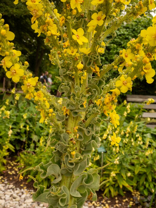 Verbascum olympicum  2022-07-25 1-5
