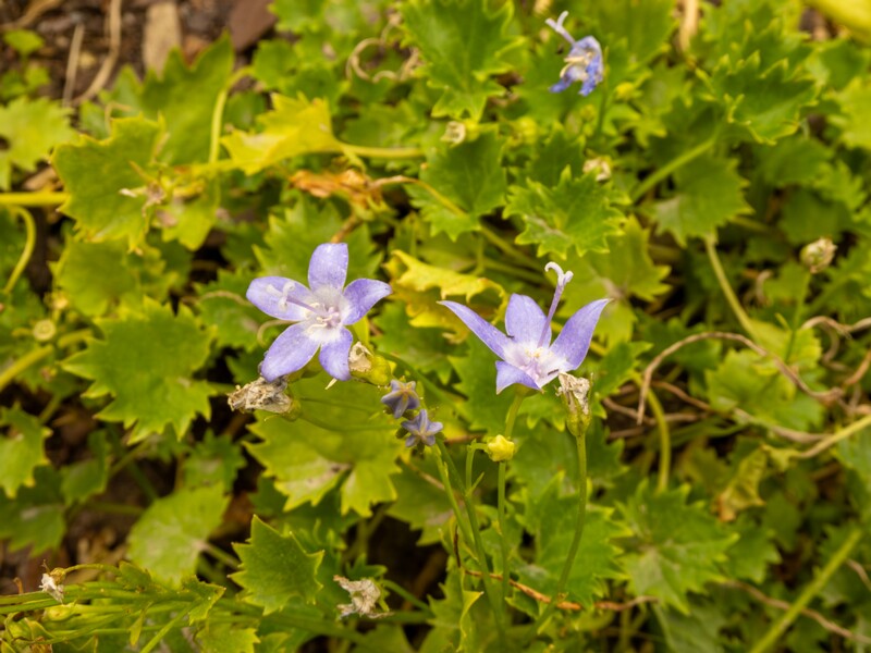 lat. Campanula garganica