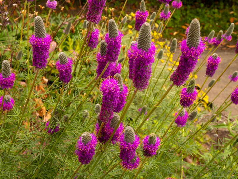 lat. Dalea purpurea