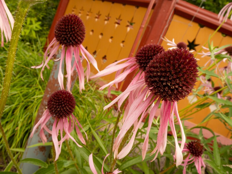 lat. Echinacea pallida