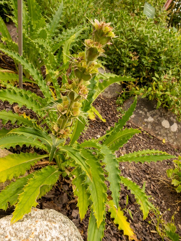 lat. Morina longifolia